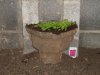 garden woork
