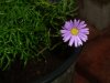 garden woork